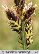 Carex riparia (turzyca brzegowa)