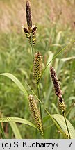 Carex riparia (turzyca brzegowa)