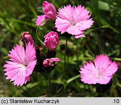 Dianthus carthusianorum ssp. saxigenus (goździk kartuzek skalny)