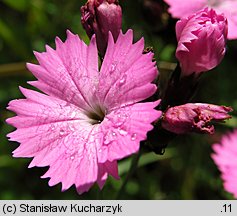 Dianthus carthusianorum ssp. saxigenus (goździk kartuzek skalny)