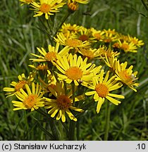 Senecio papposus