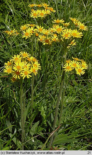 Senecio papposus