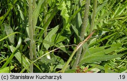 Senecio papposus