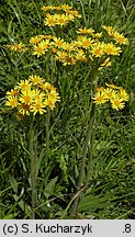 Senecio papposus