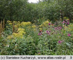 Cirsium waldsteinii