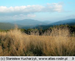 Deschampsia cespitosa (śmiałek darniowy)