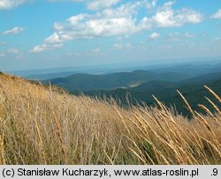 Calamagrostis arundinacea