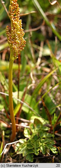 Botrychium multifidum