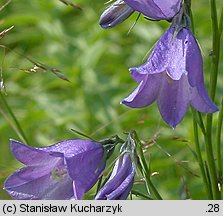 Campanula serrata