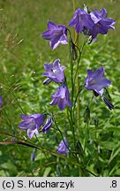 Campanula serrata