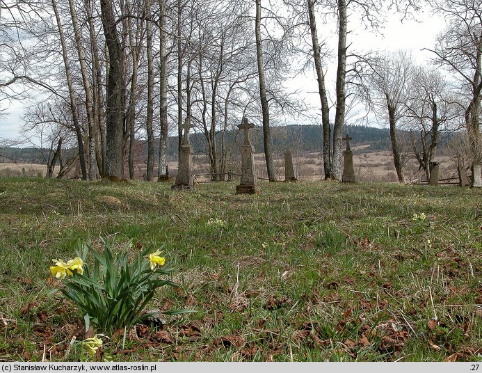 Narcissus pseudonarcissus