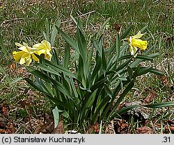 Narcissus pseudonarcissus