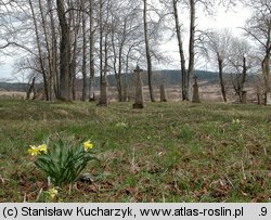 Narcissus pseudonarcissus