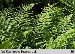 Athyrium distentifolium