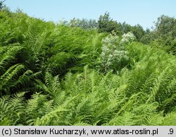 Athyrium distentifolium