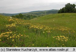 Inula hirta