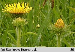 Inula hirta