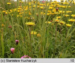 Phleum phleoides