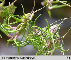 Poa alpina (wiechlina alpejska)