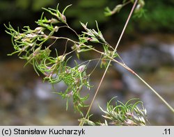 Poa alpina (wiechlina alpejska)