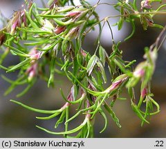 Poa alpina (wiechlina alpejska)