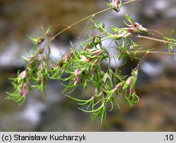 Poa alpina (wiechlina alpejska)