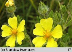 Potentilla recta