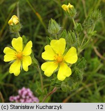 Potentilla recta