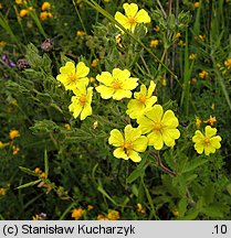 Potentilla recta