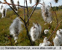 Salix pentandra