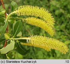 Salix pentandra