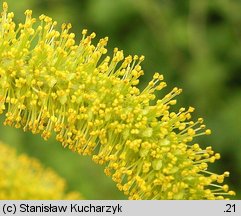 Salix pentandra