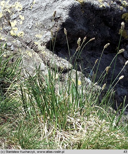 Sesleria bielzii (sesleria Bielza)