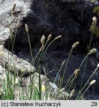 Sesleria bielzii (sesleria Bielza)