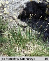 Sesleria bielzii (sesleria Bielza)