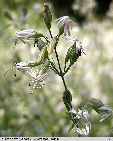 Silene dubia