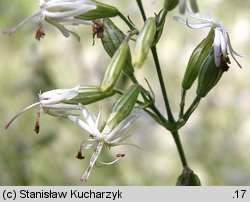 Silene dubia