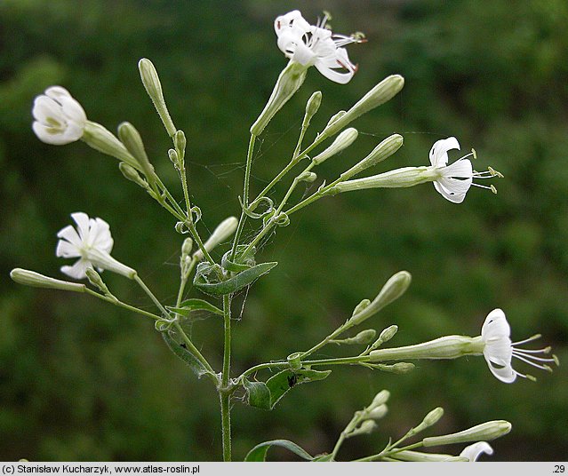 Silene nemoralis