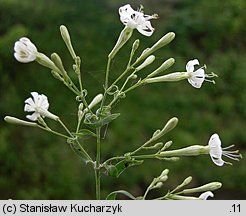 Silene nemoralis