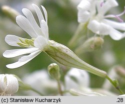 Silene nemoralis