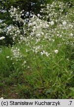 Silene nemoralis