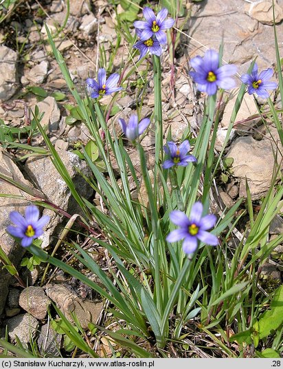 Sisyrynchium angustifolium