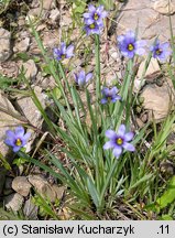 Sisyrynchium angustifolium