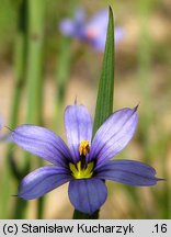 Sisyrynchium angustifolium