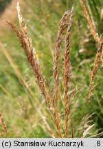 Trisetum flavescens (konietlica łąkowa)