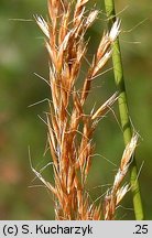 Trisetum flavescens (konietlica łąkowa)