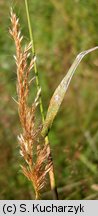 Trisetum flavescens (konietlica łąkowa)