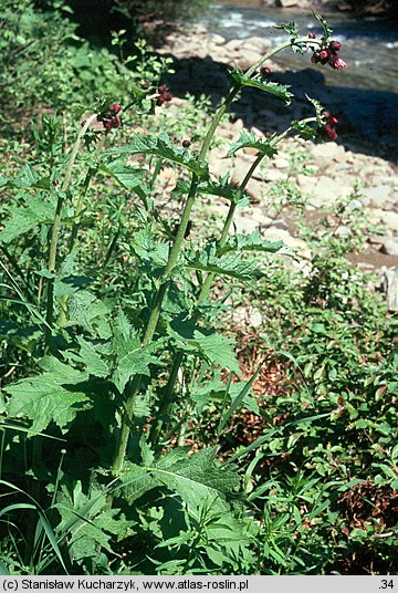 Cirsium waldsteinii