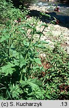 Cirsium waldsteinii