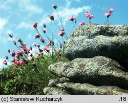 Dianthus carthusianorum ssp. saxigenus (goździk kartuzek skalny)